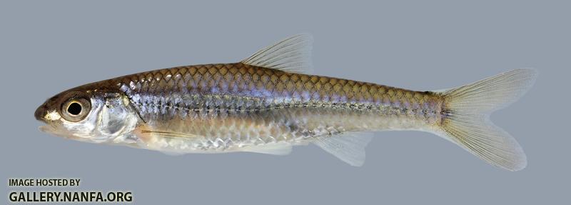 Notropis stramineus Sand Shiner 1005