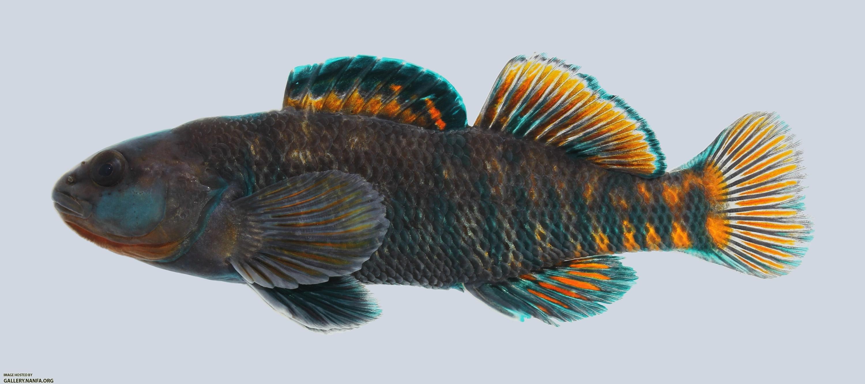 Etheostoma caeruleum Rainbow Darter 726