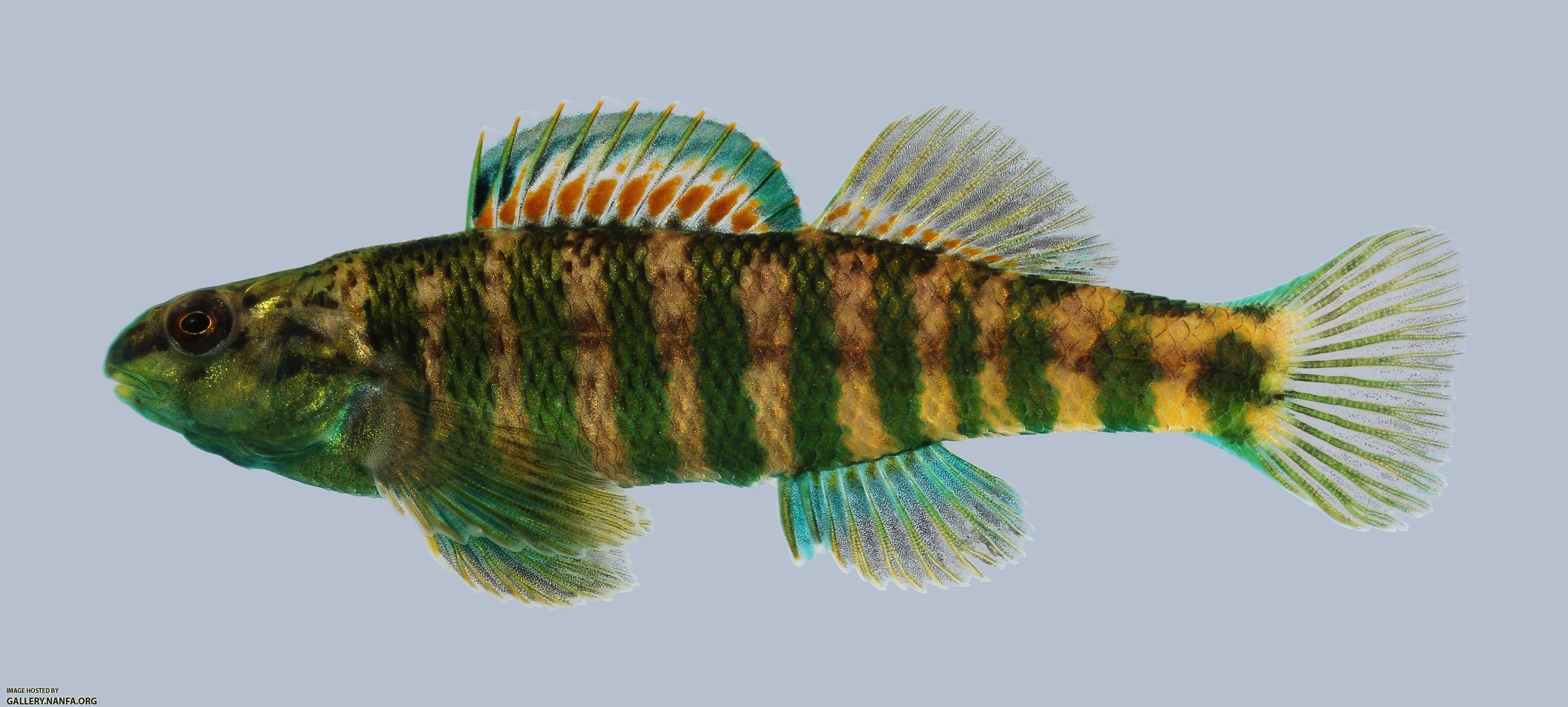 Etheostoma zonale Banded Darter 520