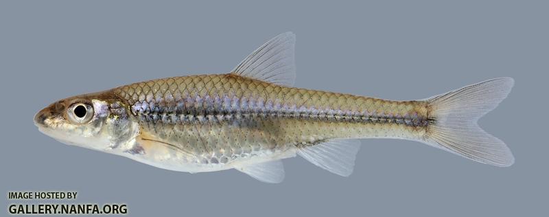 Ericymba buccata Silverjaw Minnow 1245