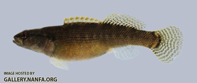 Etheostoma flabellare lineolatum Striped Fantail Darter 1359