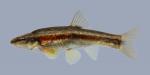 Rhinichthys atratulus Blacknose Dace 1049