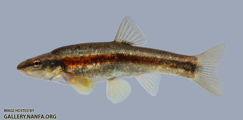 Rhinichthys atratulus Blacknose Dace 1049