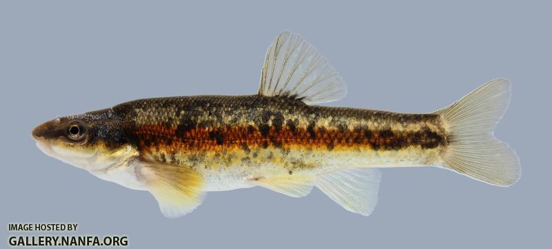 Rhinichthys atratulus Blacknose Dace 1797