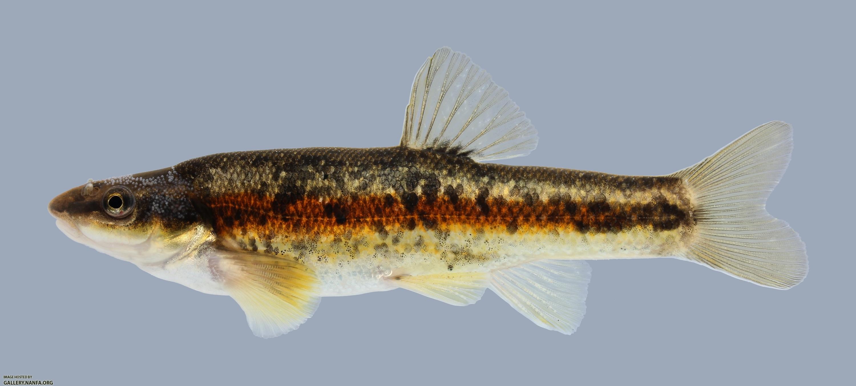 Rhinichthys atratulus Blacknose Dace 1797