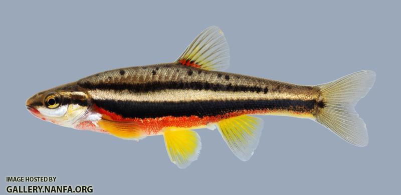 Chrosomus erythrogaster Southern Redbelly Dace 1824