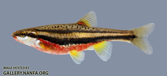 Chrosomus erythrogaster Southern Redbelly Dace 2135