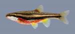 Chrosomus erythrogaster Southern Redbelly Dace 2135