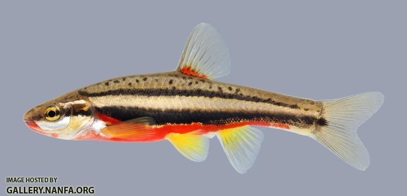 Chrosomus erythrogaster Southern Redbelly Dace 2278
