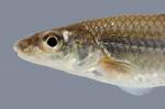 Ericymba buccata Silverjaw Minnow 2254