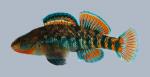 Etheostoma caeruleum Rainbow Darter 1951