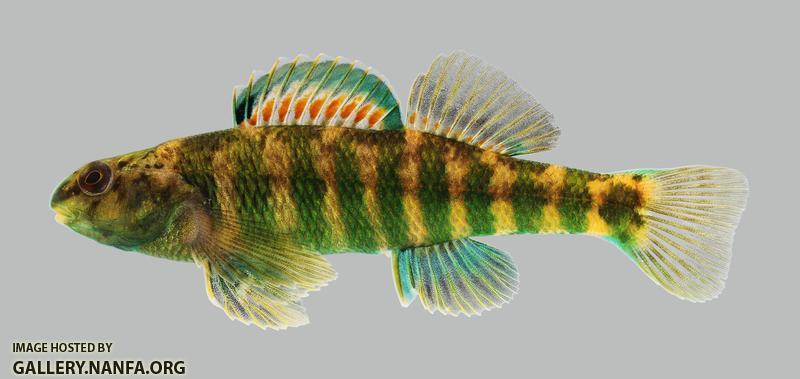 Etheostoma zonale Banded Darter 3129