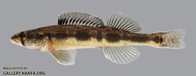 Percina maculata Blackside Darter 2852