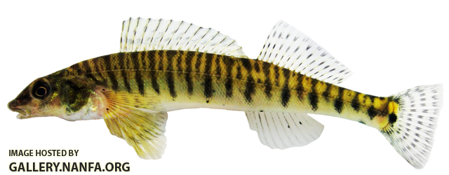 logperch