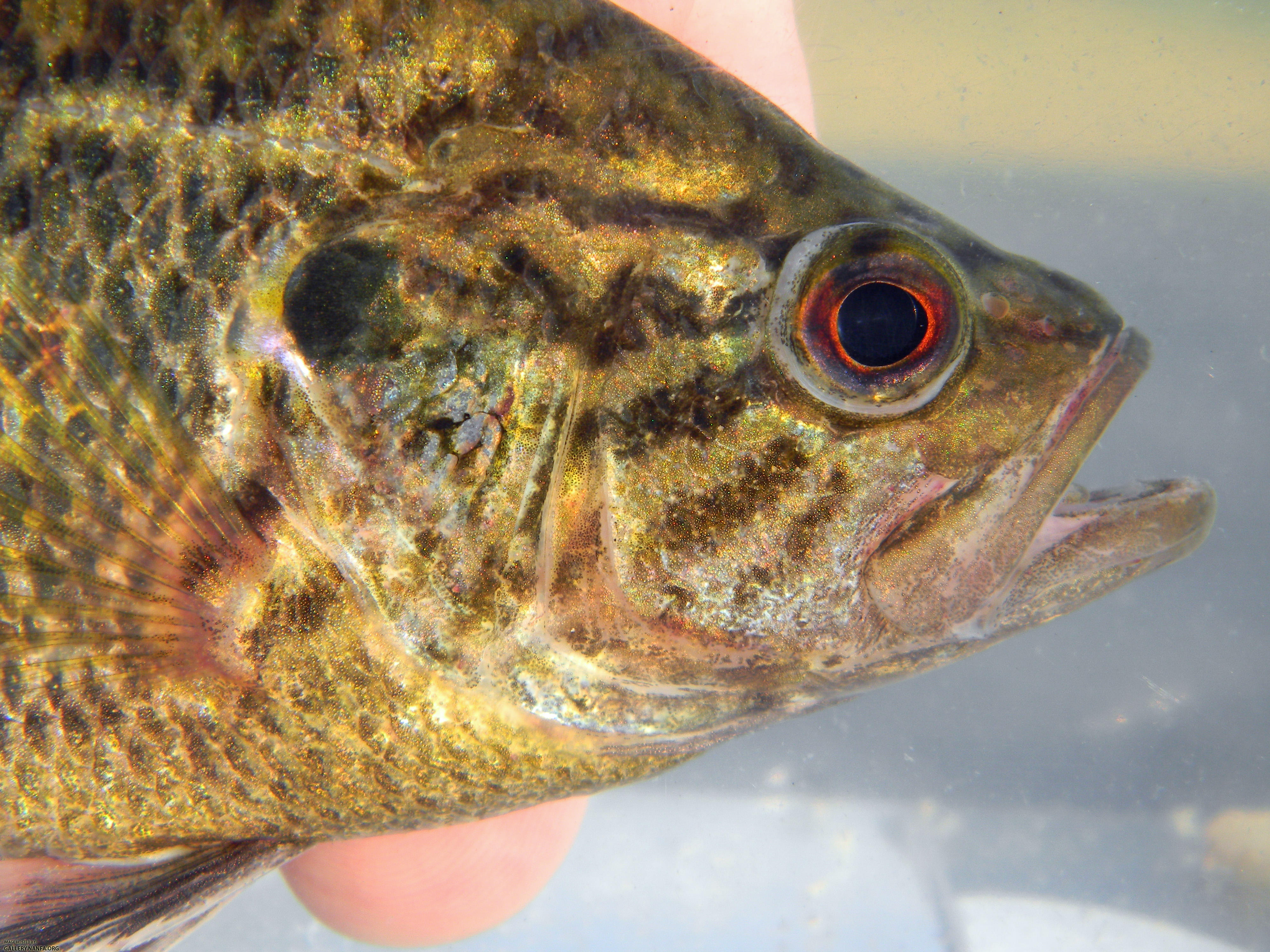 warmouth head close up