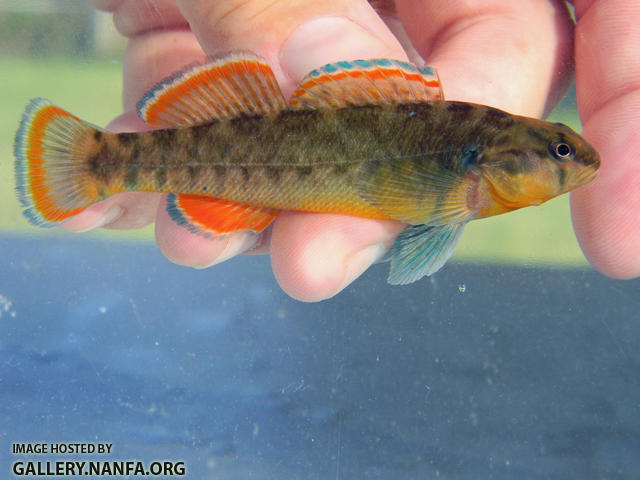 orangebelly darter Blue River