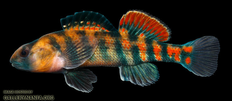 Etheostoma spectabile