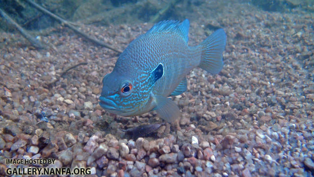 longear on nest