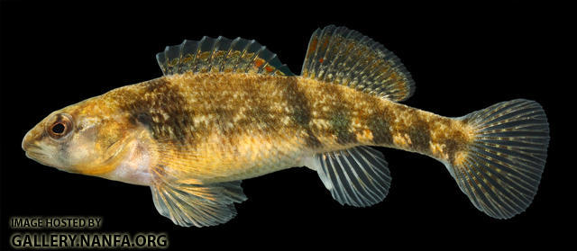 Etheostoma spectabile