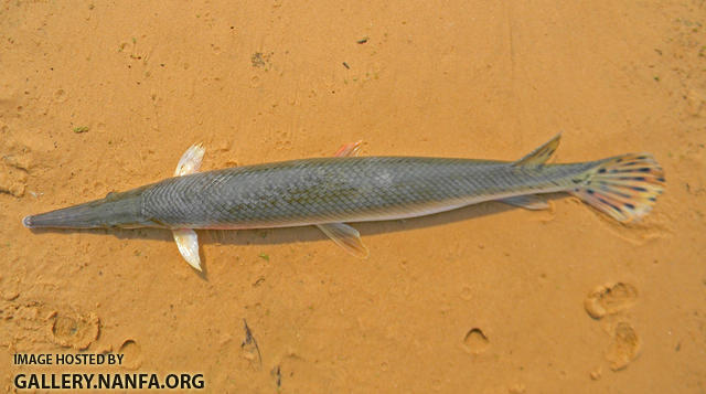 shortnose gar