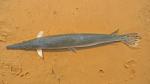 shortnose gar