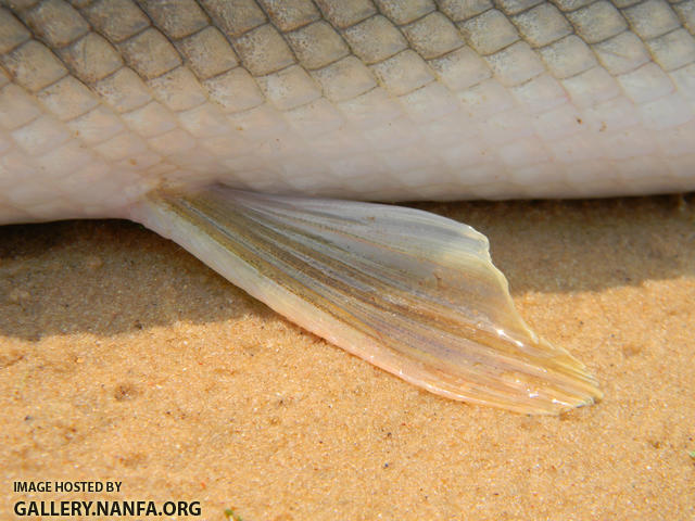 shortnose gar paired fins without spots