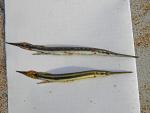 juvenile gar sp's