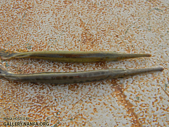 juvenile gar sp's dorsal view