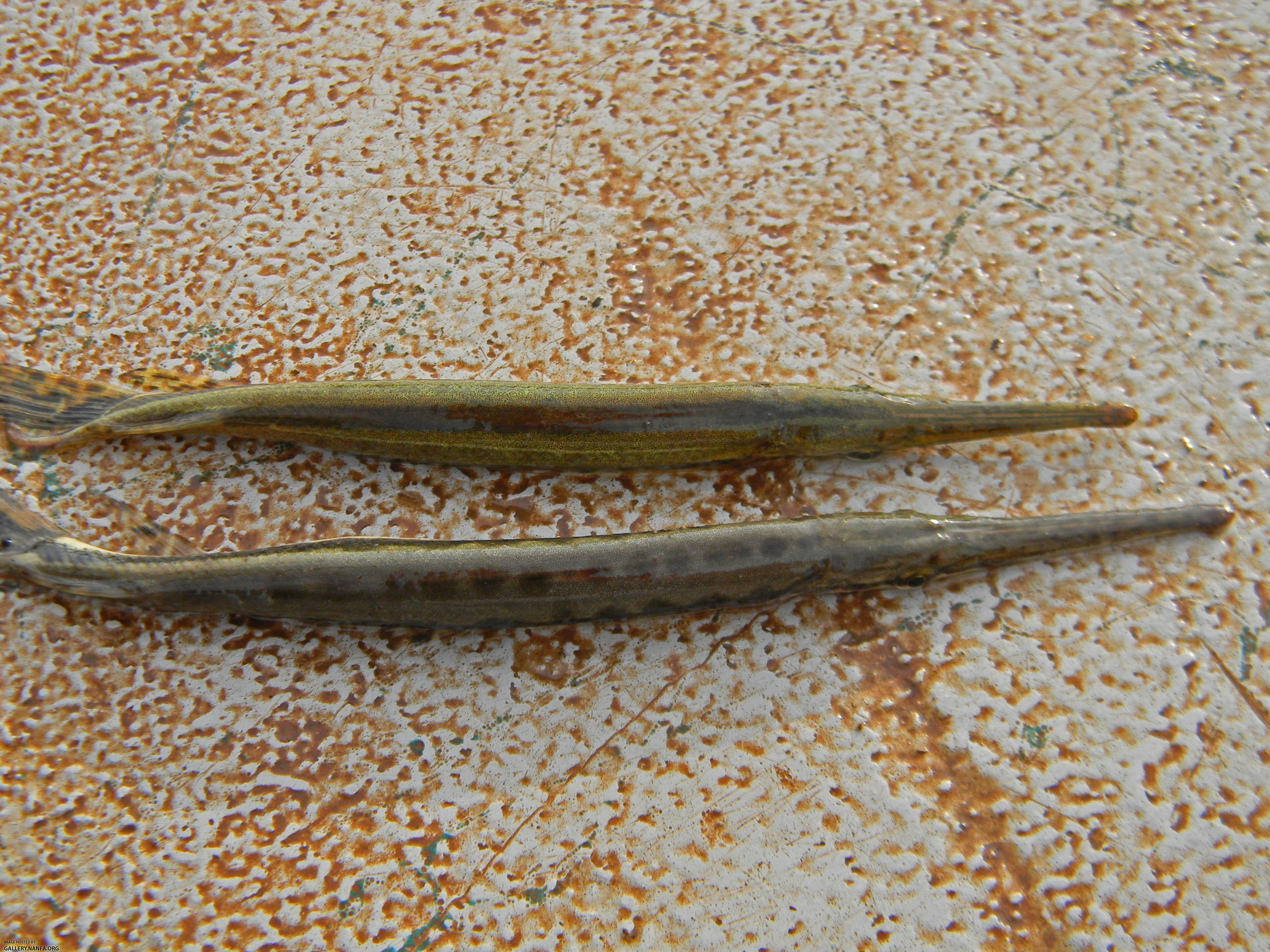 juvenile gar sp's dorsal view