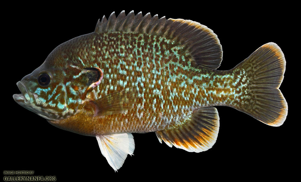 Lepomis cyanellus x macrochirus macrochirus