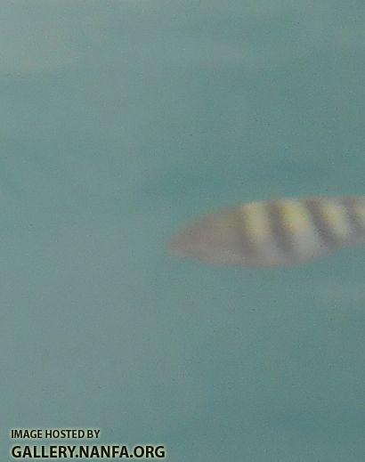 striped fish close