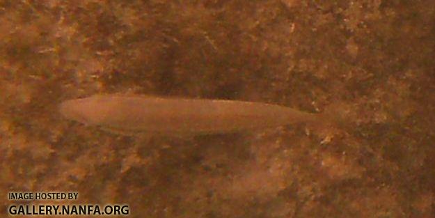 slippery d wrasse