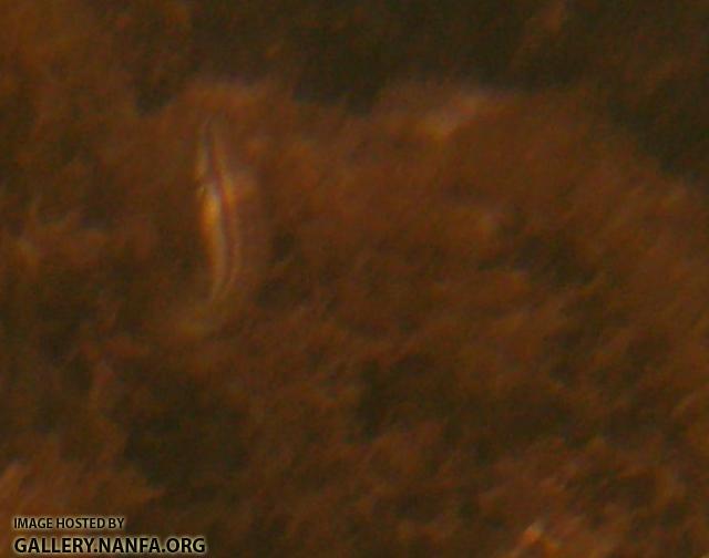 Slippery Dick Wrasse