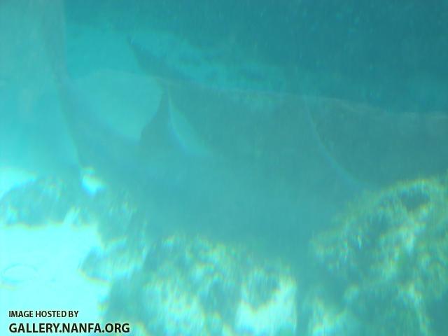 bottom shark