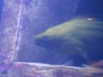 moray 2