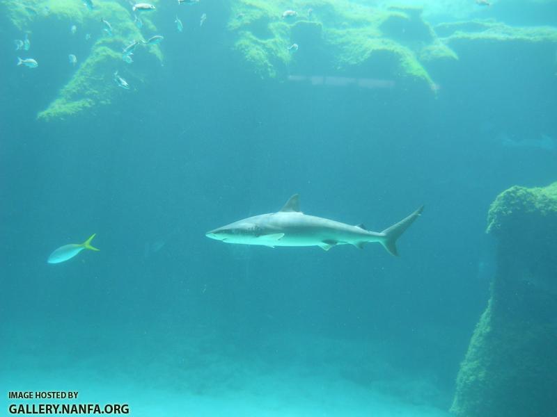 shark 3