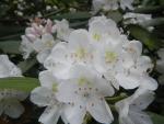 Rhododendron close up