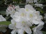 Rhododendron close up