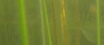 chain pickerel 2