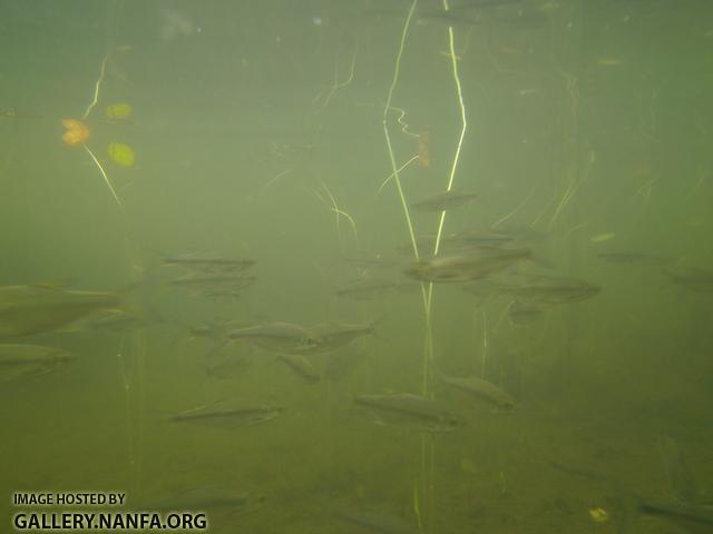 golden shiner 13