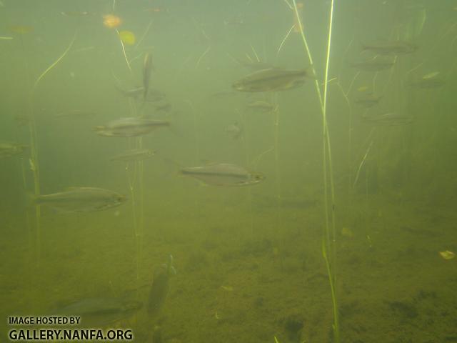 golden shiner and sunfish