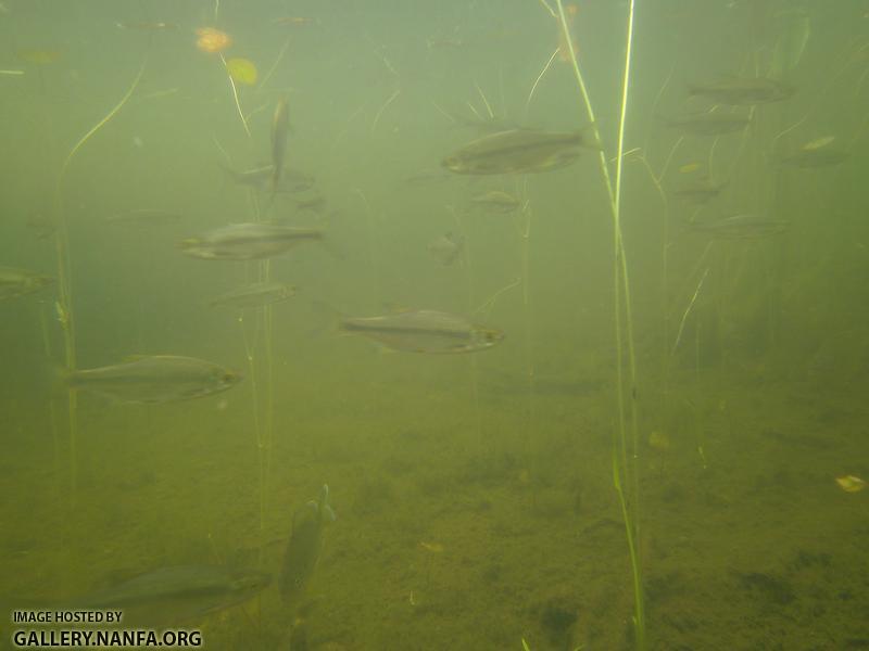 golden shiner and sunfish