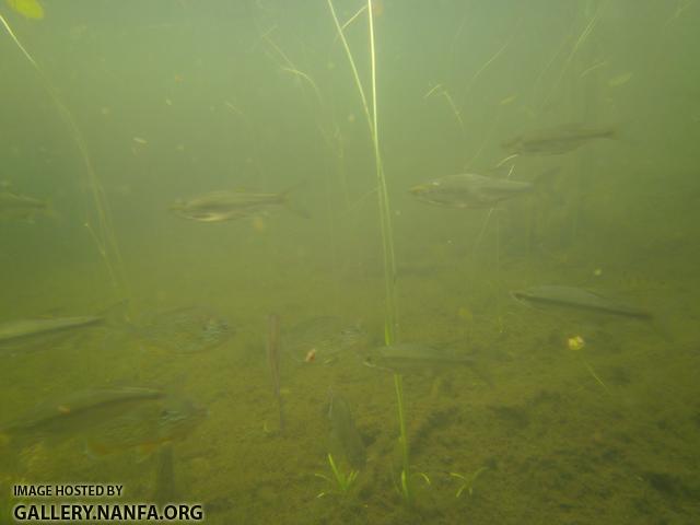 golden shiner and sunfish 2