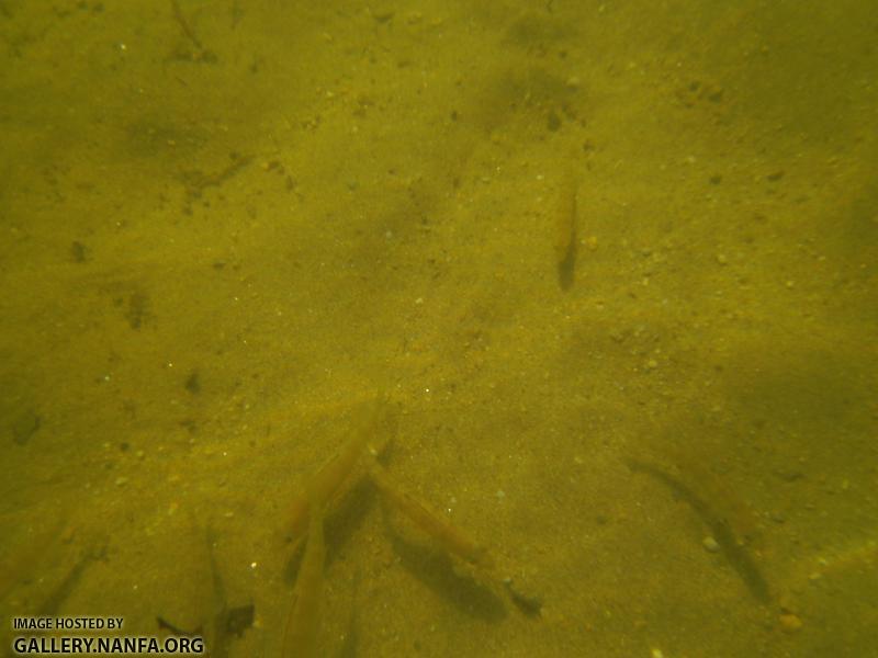 perch 5