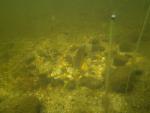 pumpkinseed on nest 7