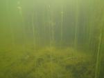 sunfish and perch 6