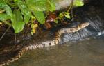 midland watersnake