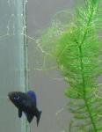 zoom in on dad guarding his eggs july 22nd 2012 elassoma gilberti