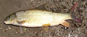 Smallmouth Redhorse