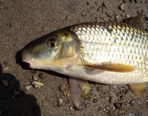 Smallmouth Redhorse